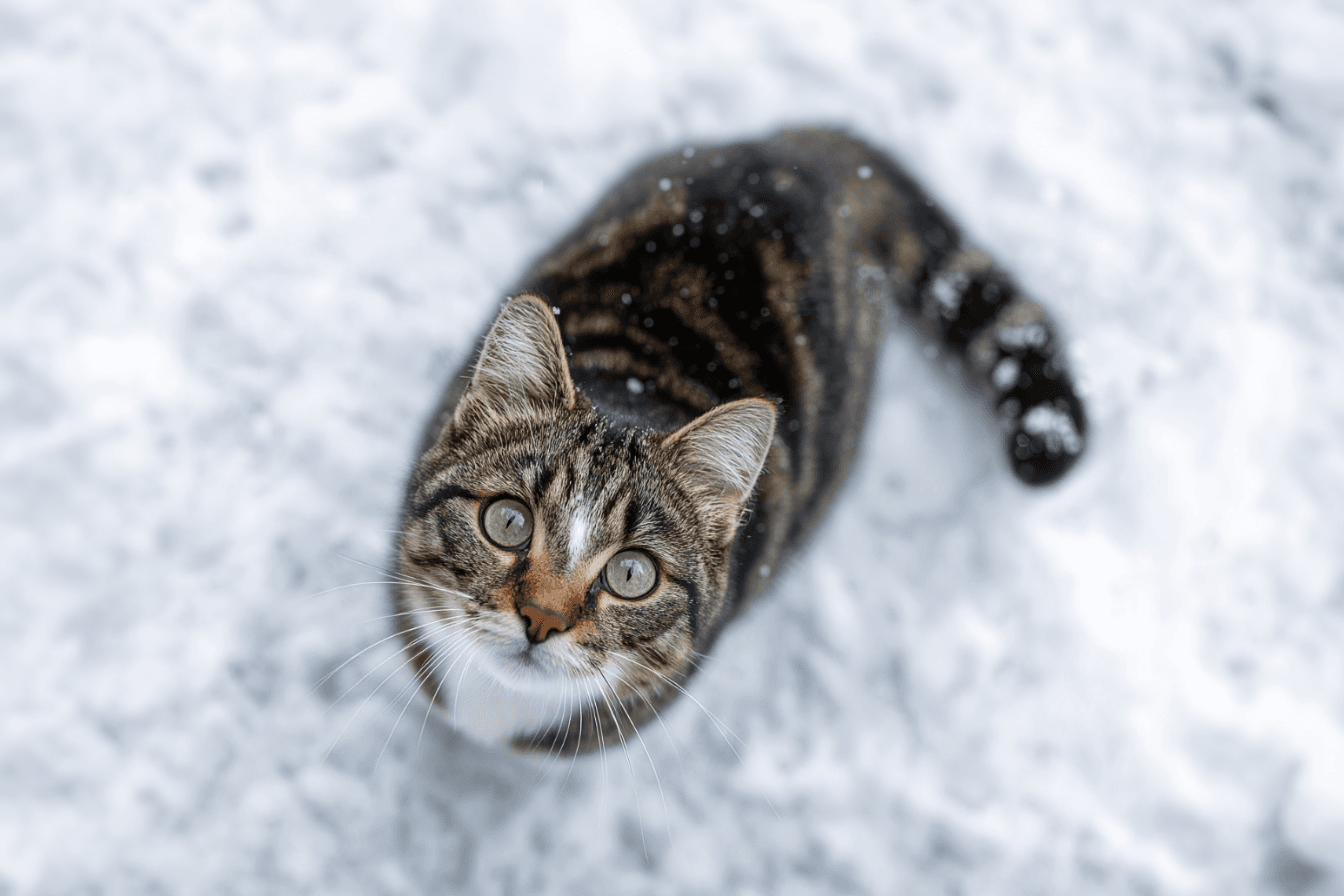 kak-pomoch-bezdomnym-koshkam-perezhit-moroz