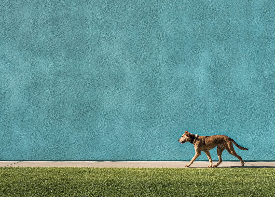 Пропала собака? Алгоритм действий для быстрого поиска