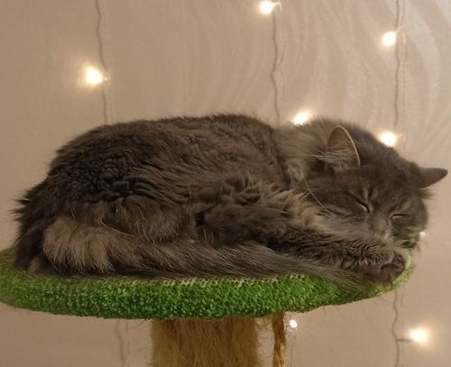 Принцесса-1